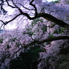 幽玄にして荘厳