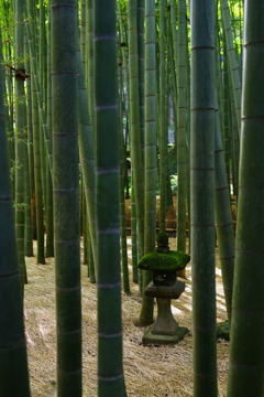 報国寺 竹林