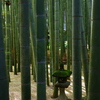 報国寺 竹林