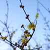 梅は咲いたか