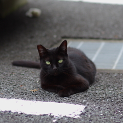 がん飛ばしてんじゃねぇにゃん。