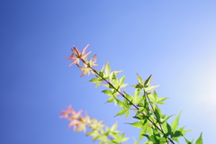 春の陽光に透かして