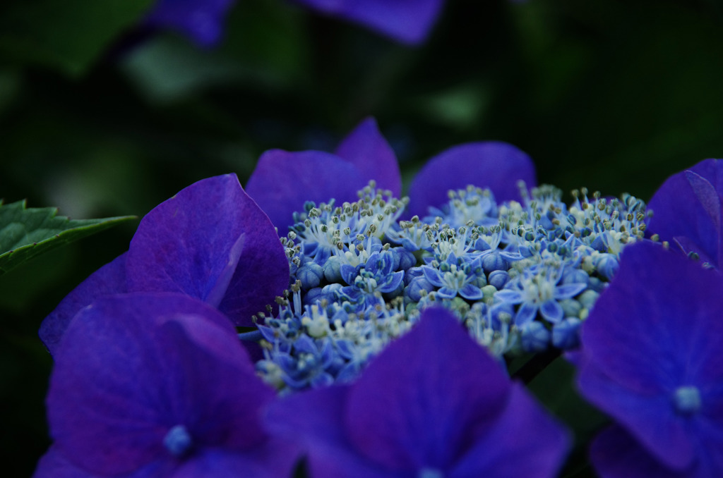 あじさいチルドレン