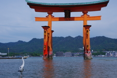 厳島神社の使い？