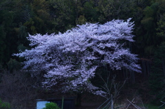 名も無き桜