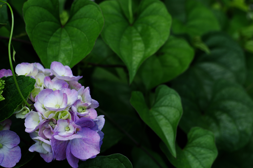 雨の季節に花束を