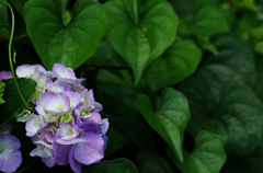 雨の季節に花束を