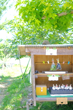 夏の昼下がり