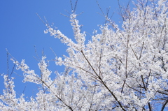 淡雪