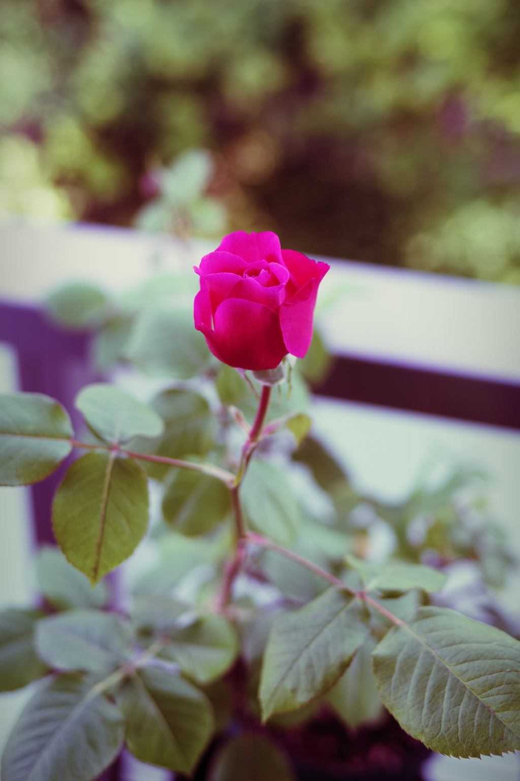 薔薇が咲いた