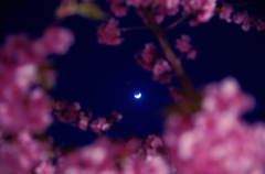 cherry blossoms in the moonlight