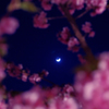 cherry blossoms in the moonlight