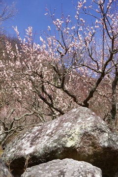 湯河原梅林　梅の宴