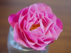IMGP9847