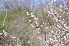 湯河原梅林　梅の宴