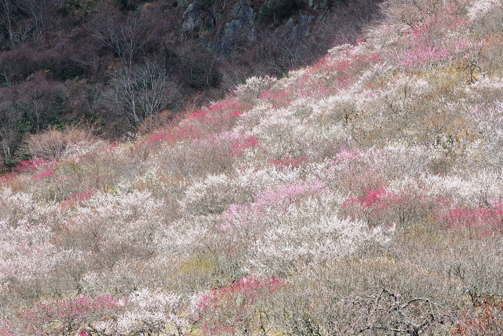 湯河原梅林　梅の宴