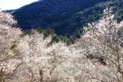 湯河原梅林