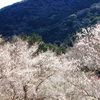 湯河原梅林