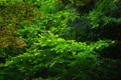 宮島の新緑