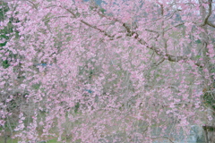 桜 明