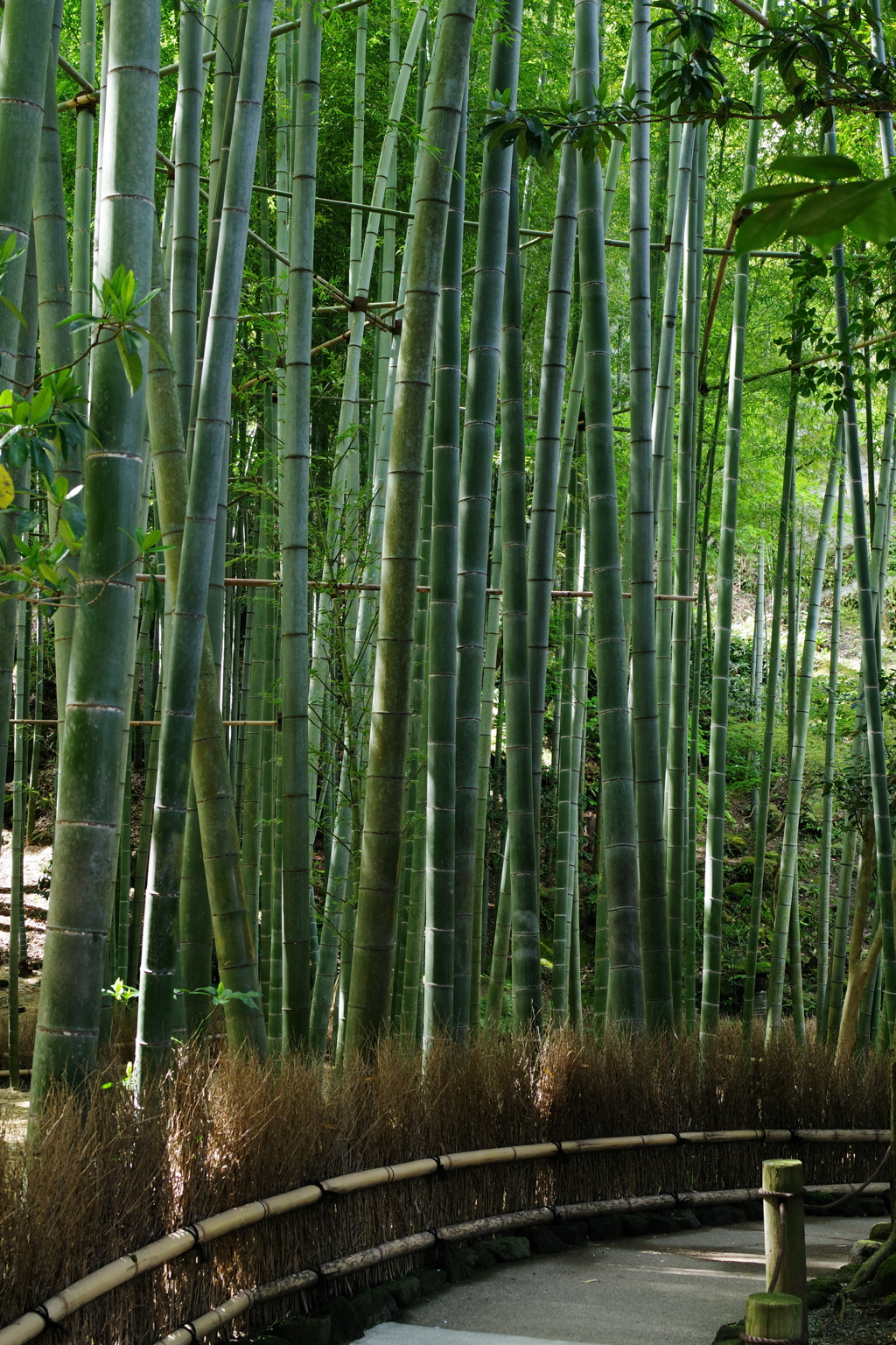 報国寺 竹林
