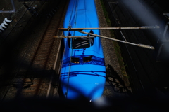青いカモノハシ