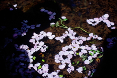 IMGP0281