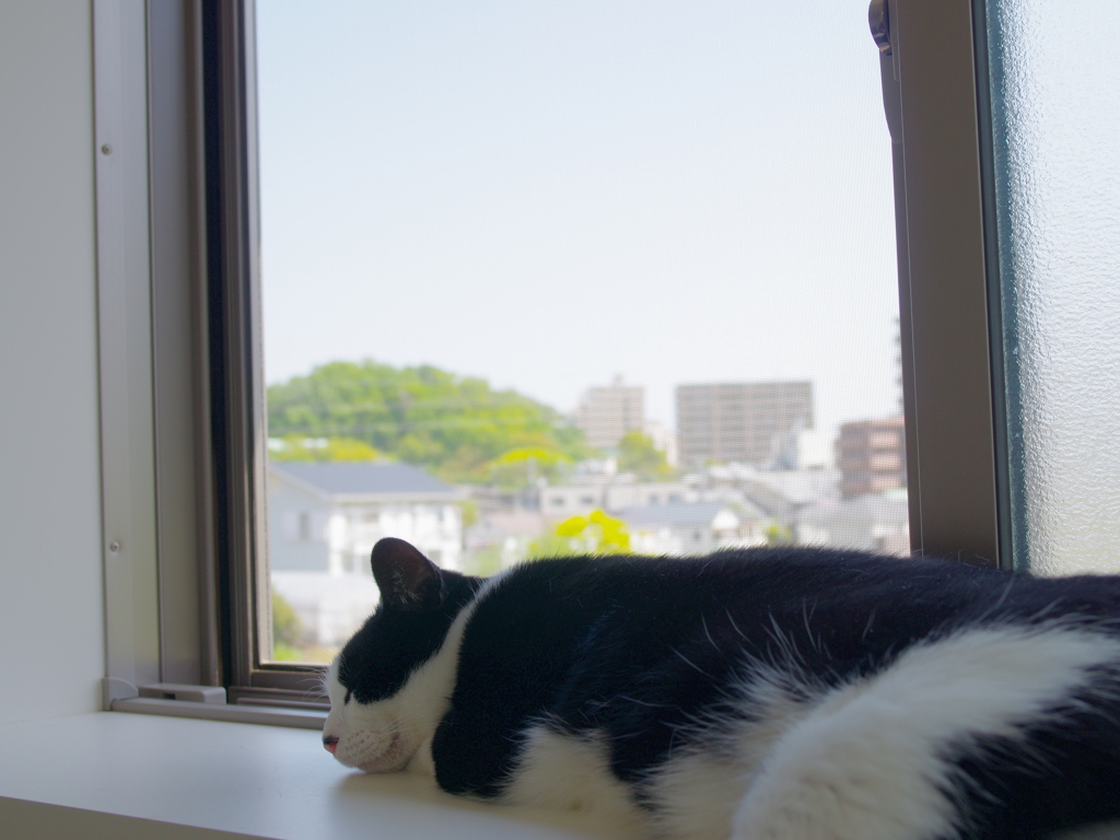 だらくのきわみ