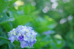 美の山紫陽花