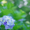 美の山紫陽花