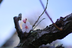 鶴巻極楽寺