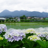 開成町あじさい