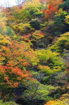 中津峡の秋