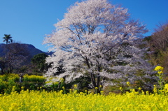 秦野の薄墨桜