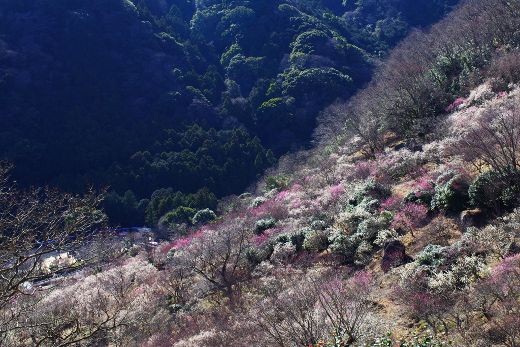 湯河原梅林