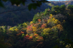 陰と陽