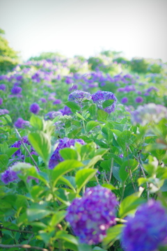 美の山紫陽花