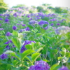 美の山紫陽花