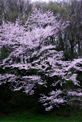 春の雪