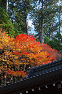 三峰神社の秋