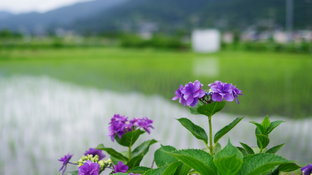 開成町あじさい