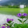 開成町あじさい