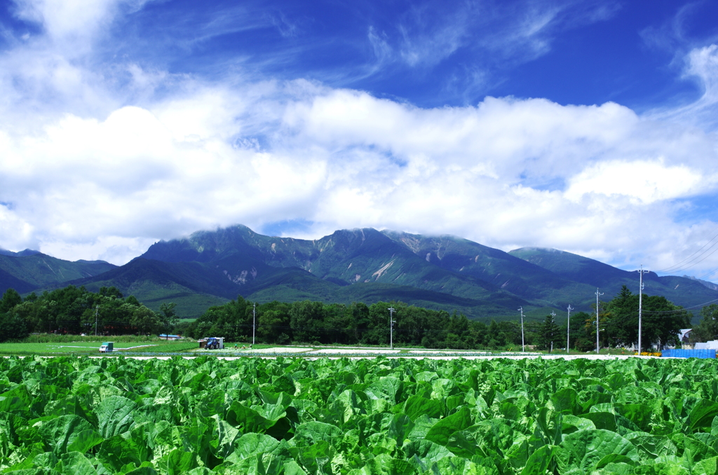 キャベツ畑と八ヶ岳