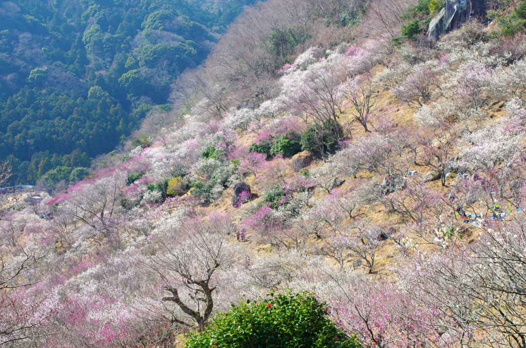 湯河原梅林