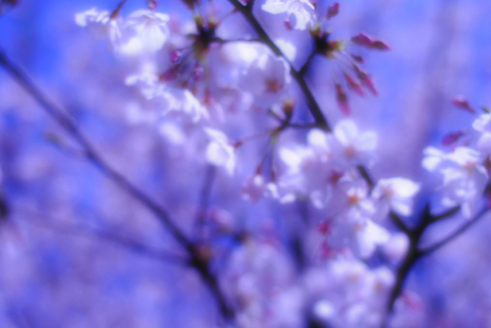 朧桜