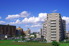 夏天もどき