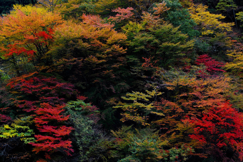 妖しくも艶やかに