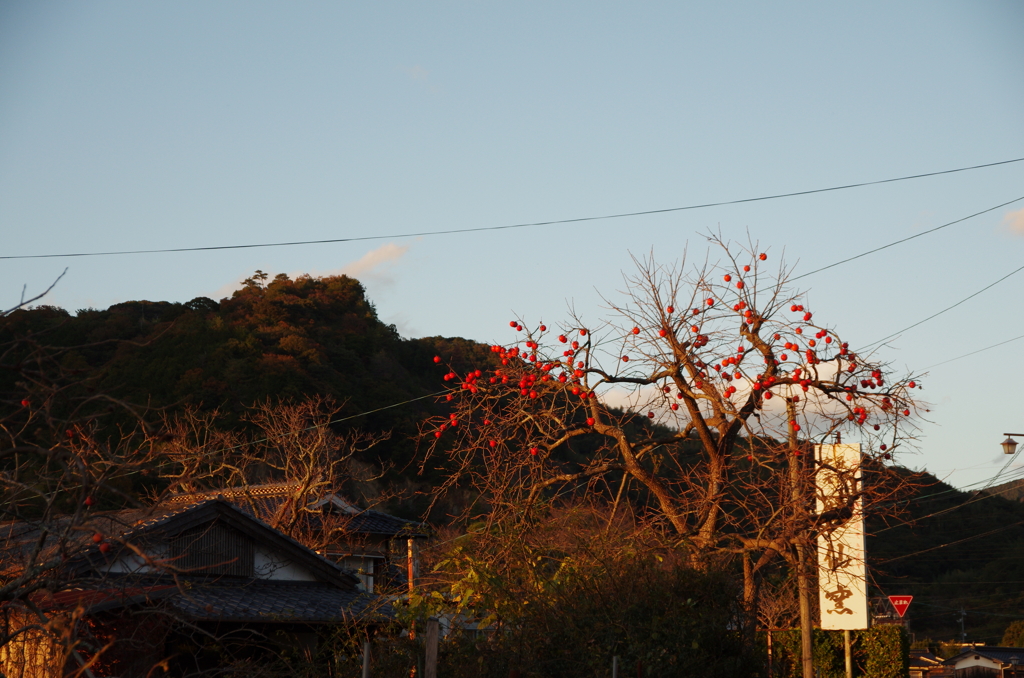 IMGP9729