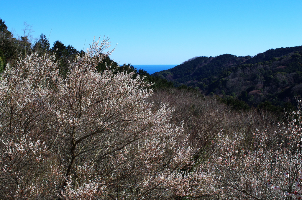 湯河原梅林