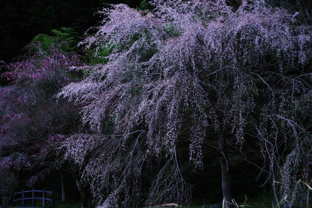 桜 暗